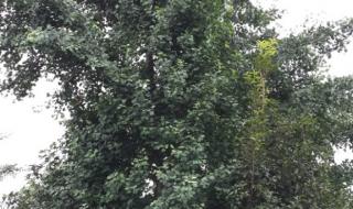 银杏树25公分价格 银杏树25公分价格